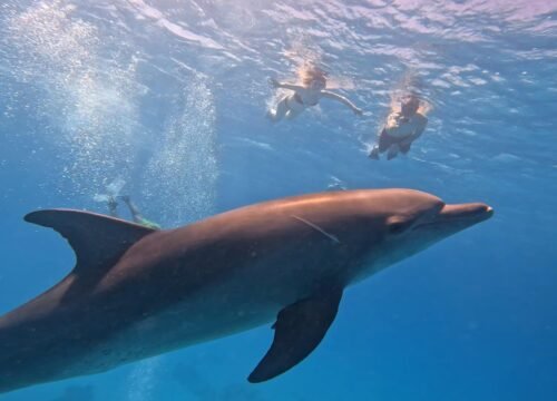 Dolphin House Snorkeling Boat Trip from Hurghada with Lunch