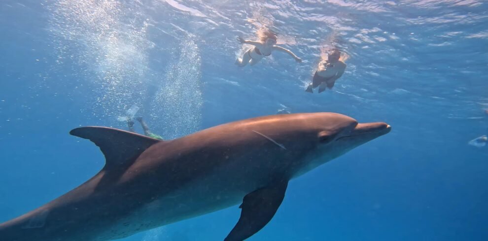 Dolphin House Snorkeling Boat Trip